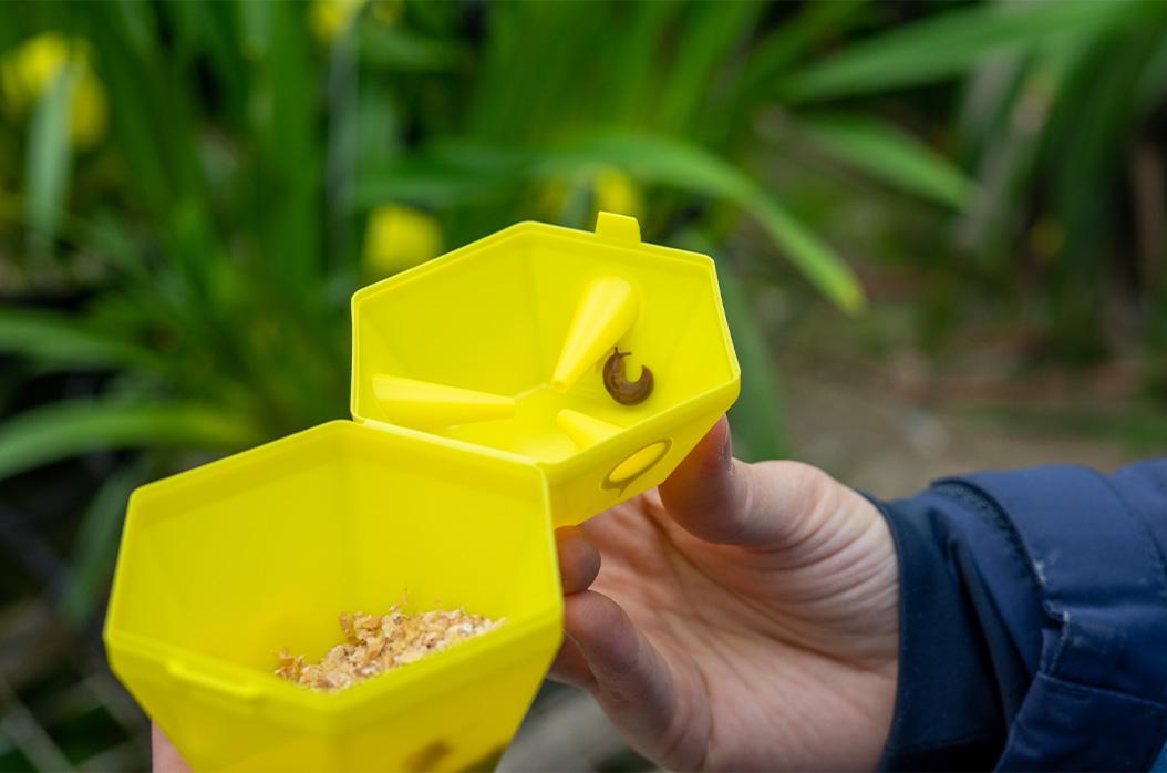 Hand holding an open a yellow Backie slug trap with a small brown slug in the trap.