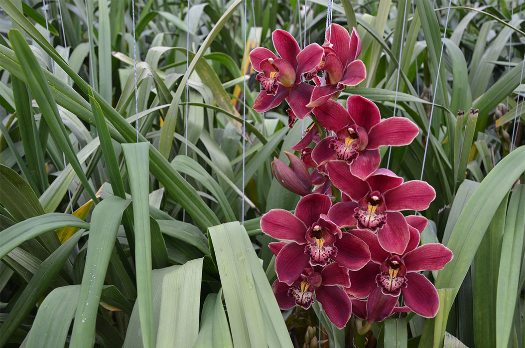Cluster of deep pink orchids hanging amidst long green leaves.