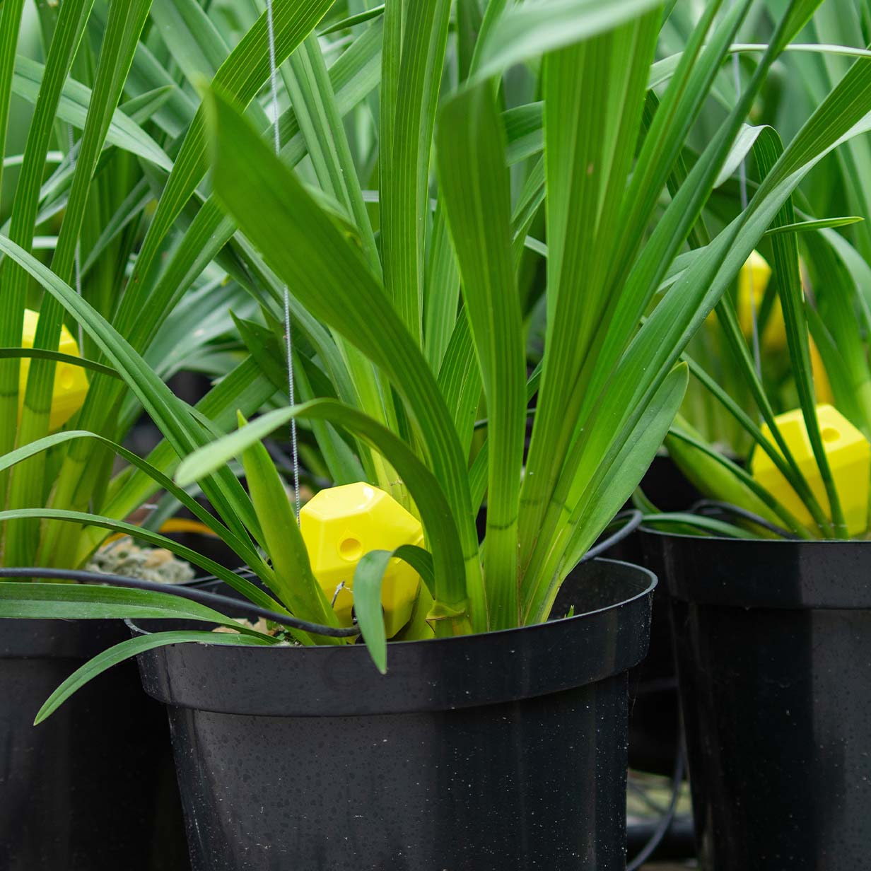 Close-up of green plants with long leaves growing in black pots with yellow Backie slug traps in the pots.