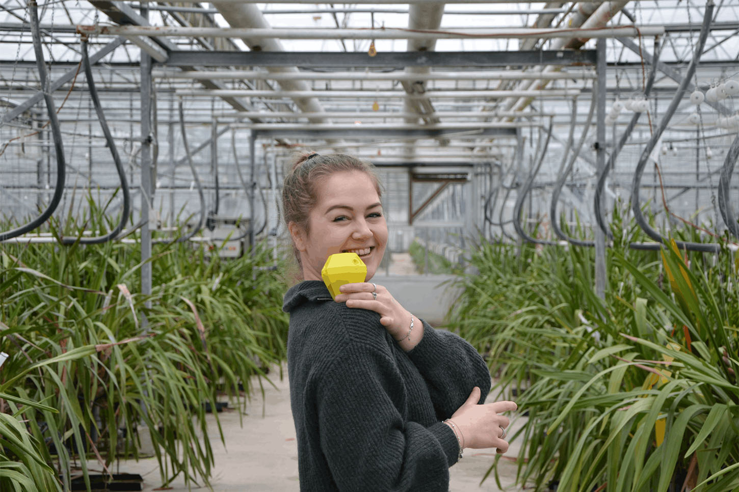 Backie slug trap in a greenhouse